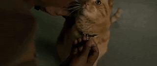 뱀과 고양이 싸움