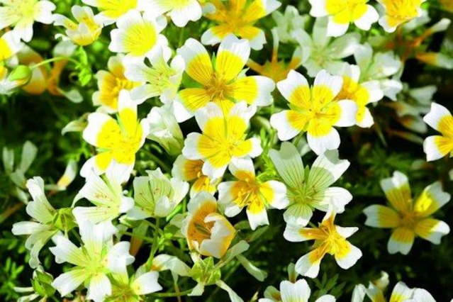 메도우폼 씨드 오일